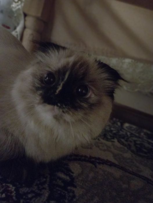 Mushik sotamiz siyamskiy veslauxa o'yinqaroq Juda mexribon latokga