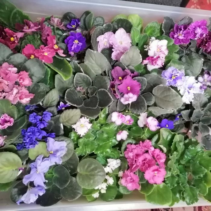 Комнатные цветы на подарок