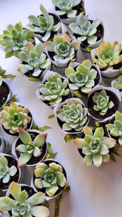 Тойбастар из суккулентов