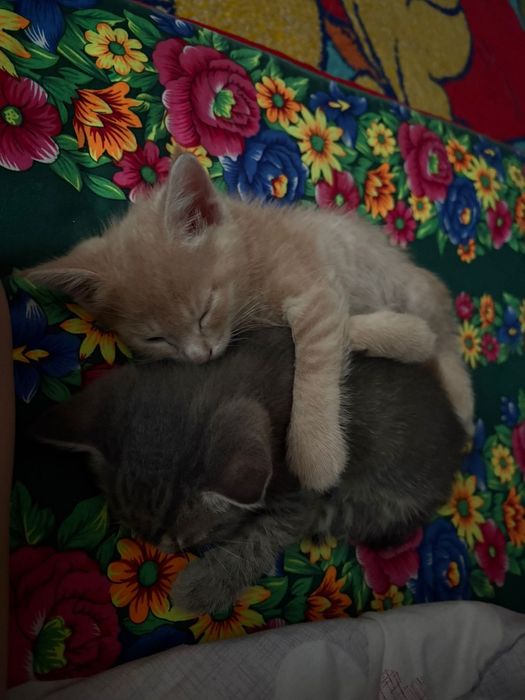 Котята в хорошие руки