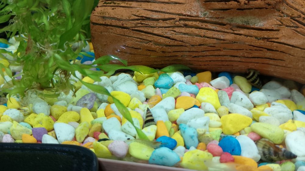 Скариди и охлюви