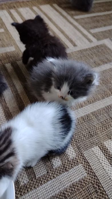 Котята ищут дом.