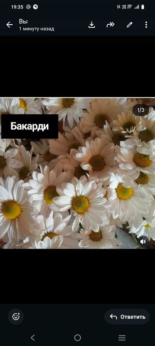 Сажанцы хризантемы