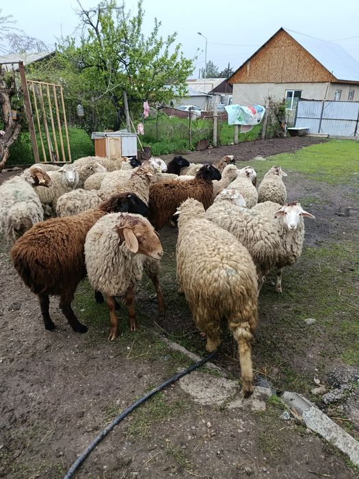 Продам Жирных Баран