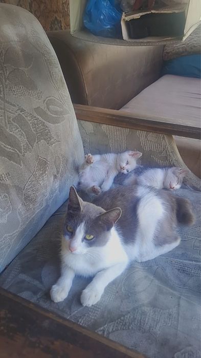 Отдам котят в добрые руки.