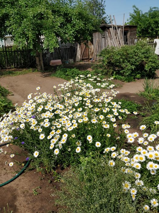 Цветы многолетние