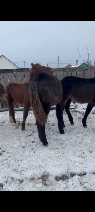 Продам жеребят.   .