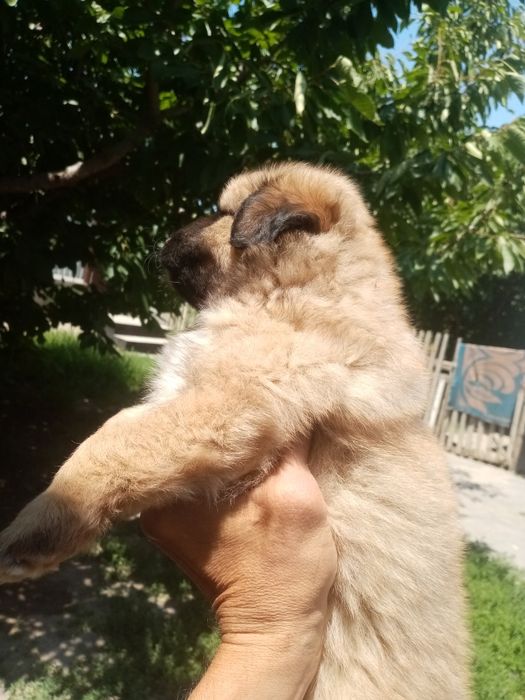 Щенок, мальчик,кабель