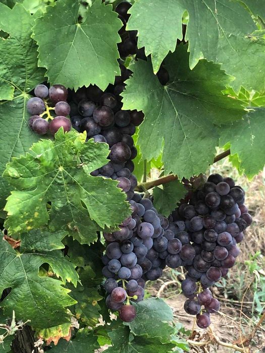 Vand must Busuioaca Bohotin