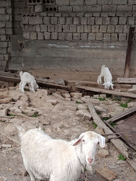 Продаётся молодые козочки вместе козлятами