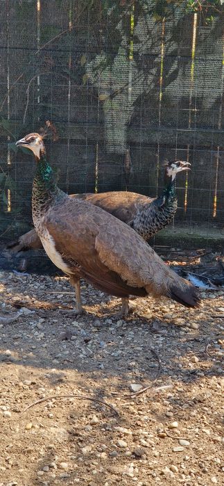 Pauni si paunițe de vânzare