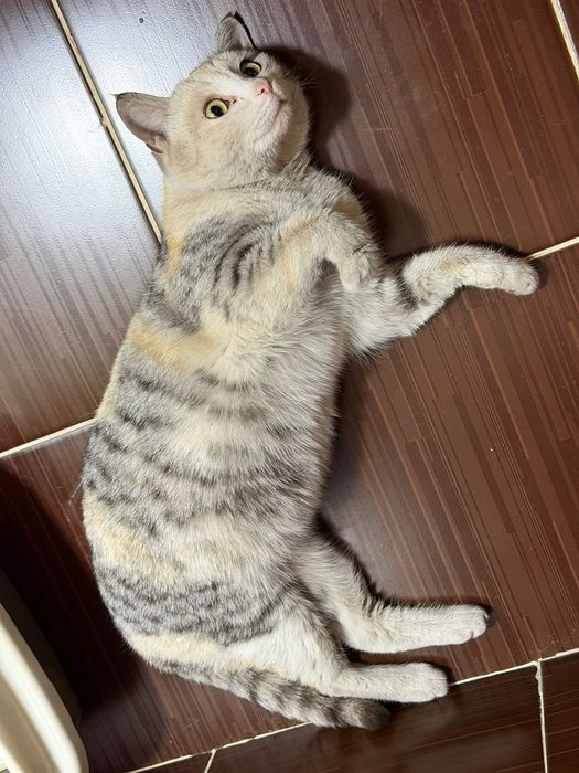 Нашлась   кошка.