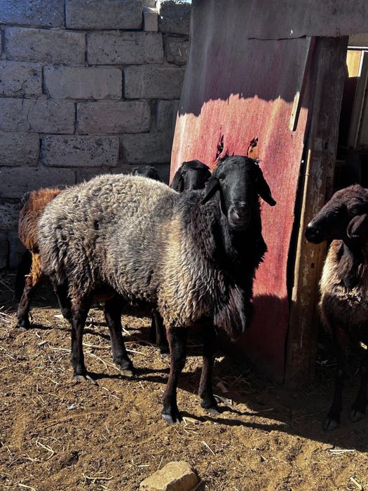 Қошқар гиссар сатылады,