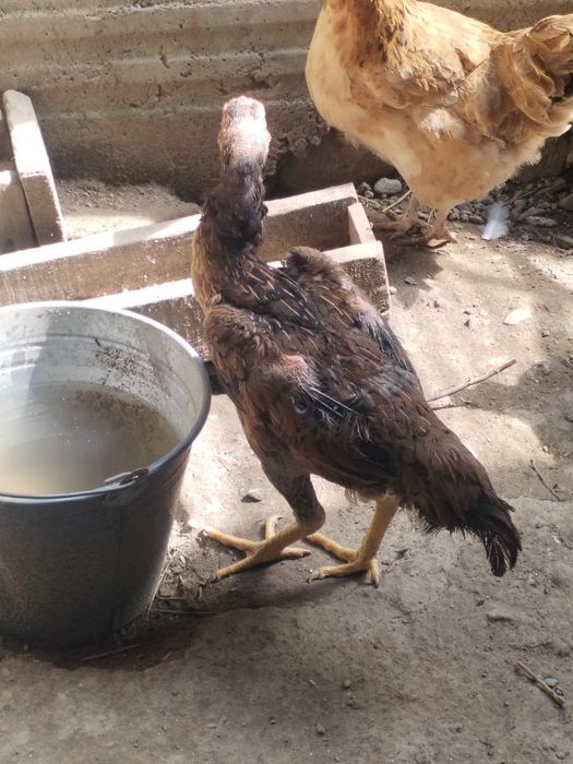 Продам курей дакан хорошие здоровье