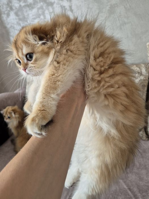 Золотая шиншилла