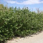 Aronia, Afin Siberian (Lonicera) si Merisor