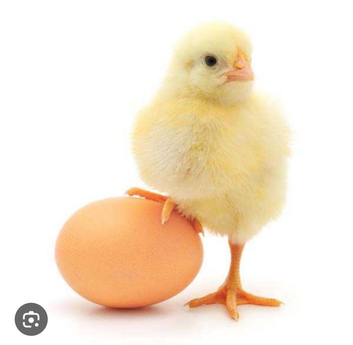 продам цыплят бройлеров кобб 500