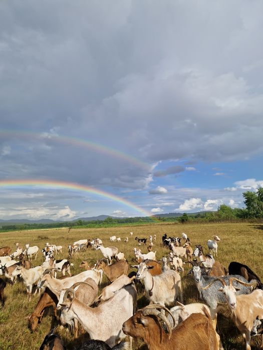 Capre metis anglo nubian de vânzare