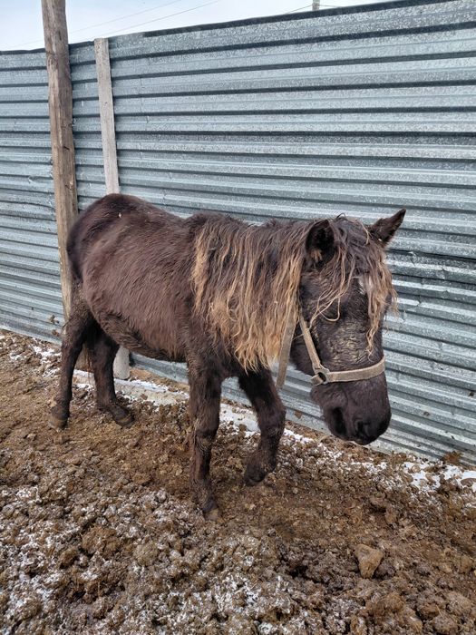Жылқылар сатамын