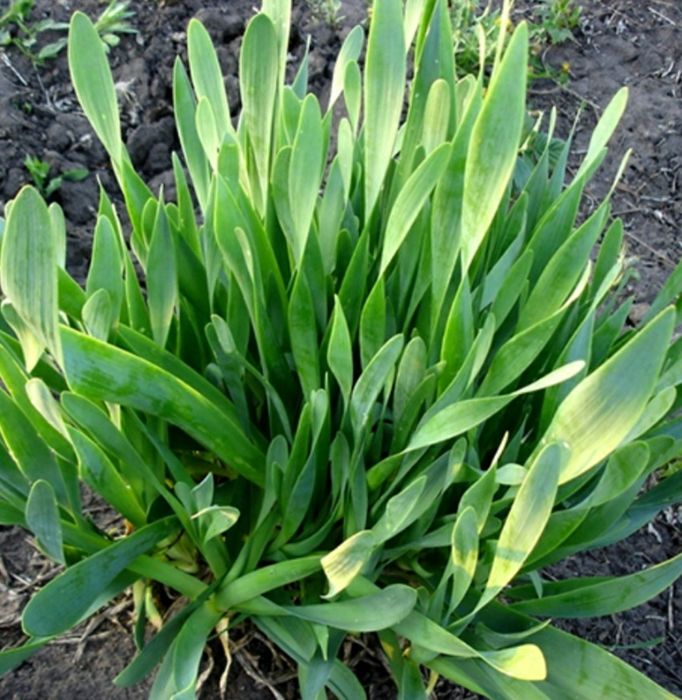 Ирис болотный,  лук слизун.