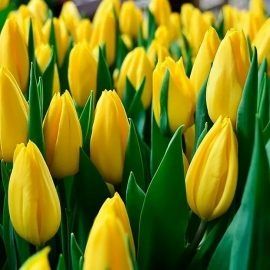 Тюльпаны к 8 марта