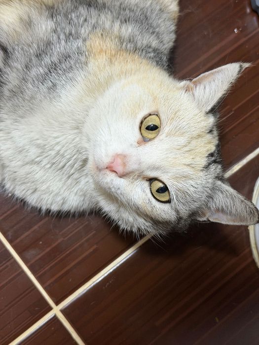 Кошка в добрые руки