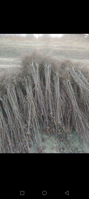 Мевали кучатлар оптим сотилади