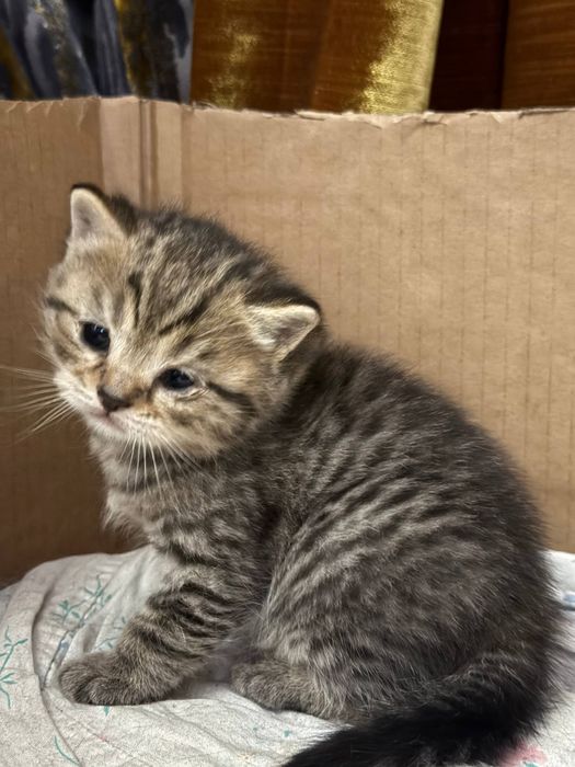 Мушукчалар скотиш фолд Нархи 100 дан 200 гача .