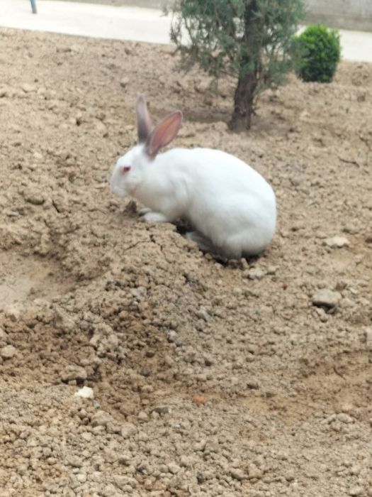 Quyon sotiladi hikol