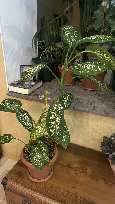 Продам цветок Дифенбахия
