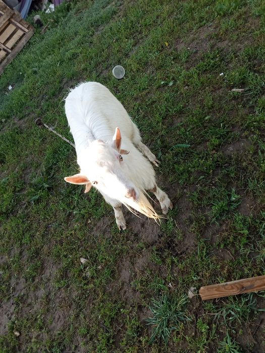 Ешки жане теке сатылады