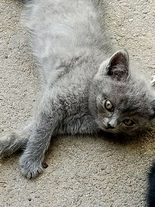 Котята бесплатно