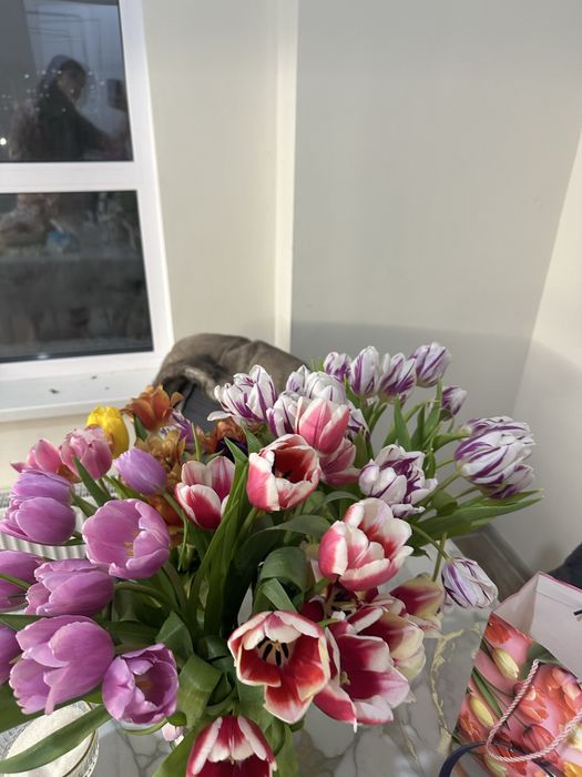 Тюльпаны свежий сегодня