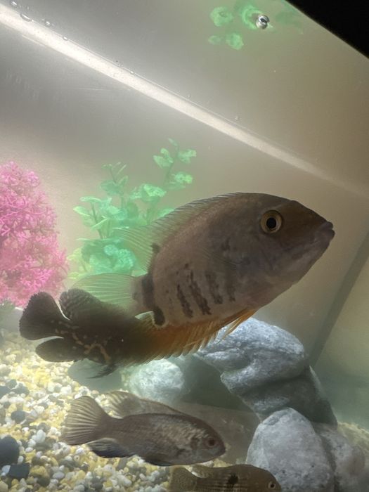 Северум изумрудный