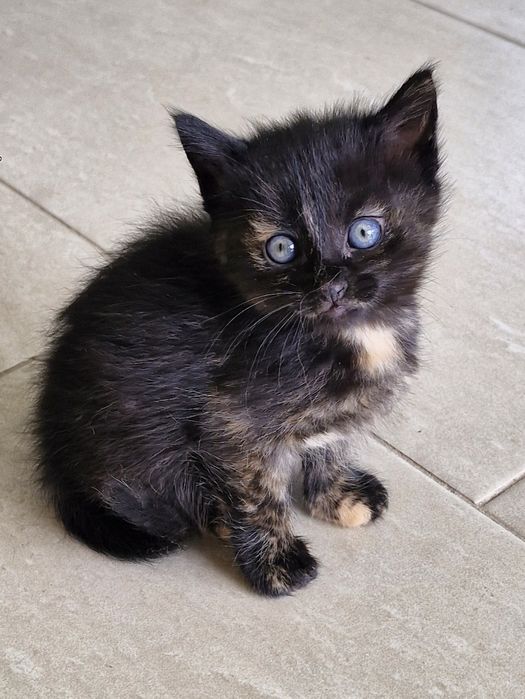 Подарявам малки котета