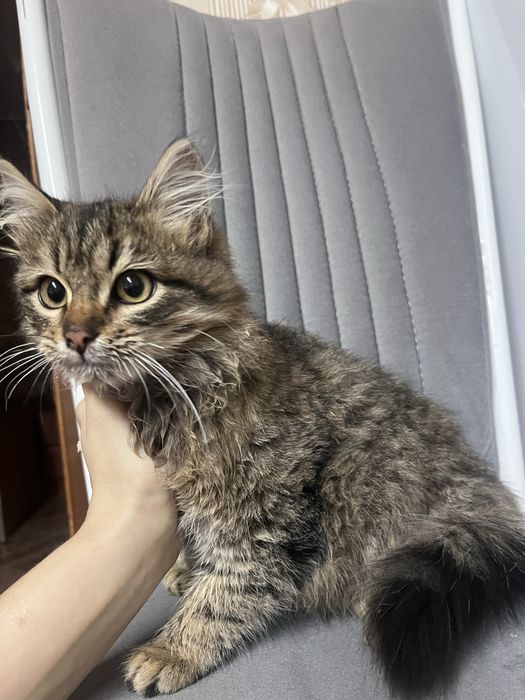 Отдам в добрые руки кошечек