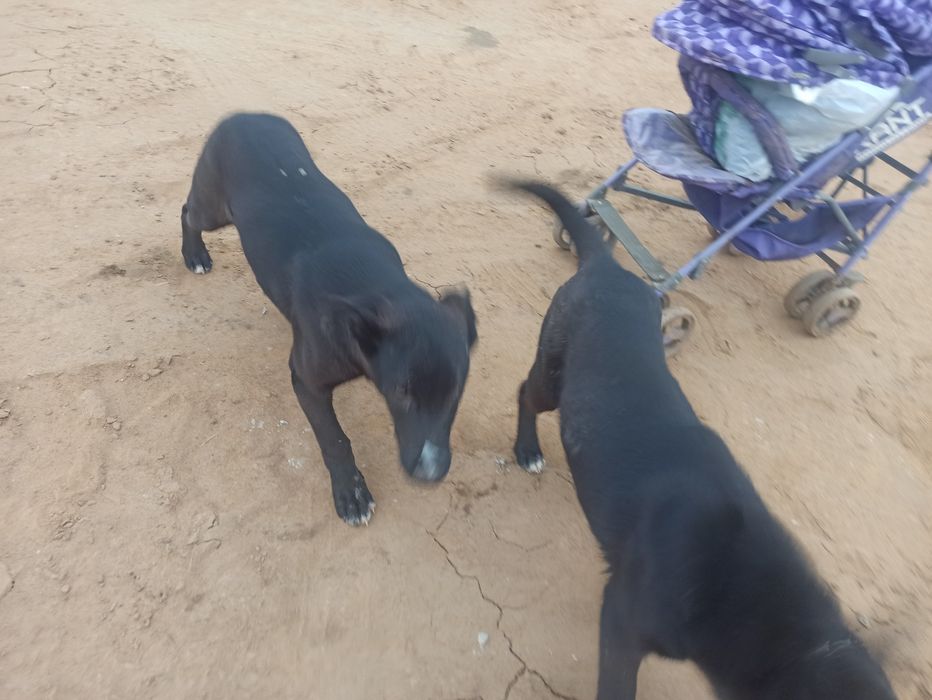 Отдам бесплатно даром 2 щенка