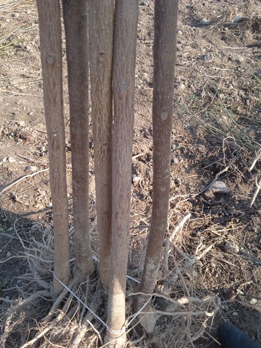 Каталпа. ясин.клён.кучатлари