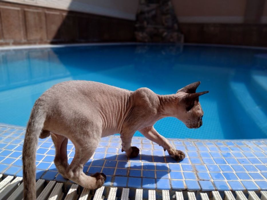ВЯЗКА, кот Канадский сфинкс кошка приедет на 3 дня.