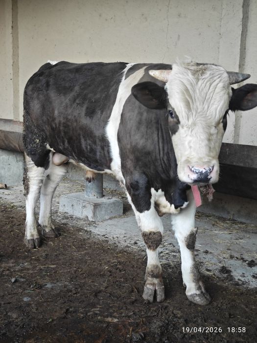 Gibrid xoʻkiz sotiladi