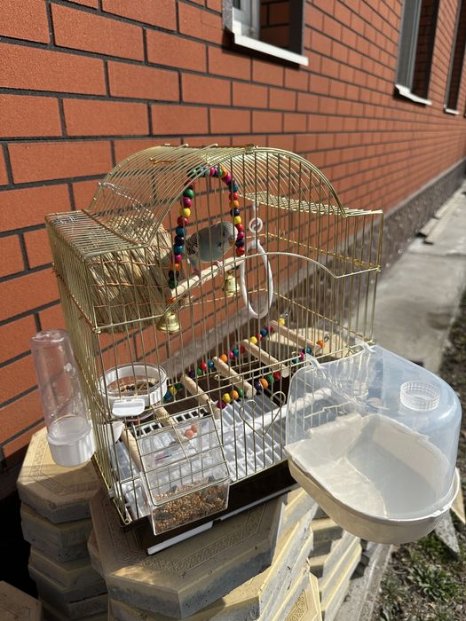 Продаю волнистого попугая