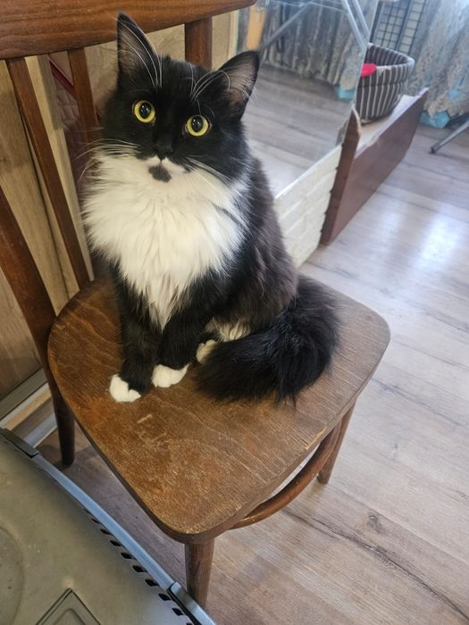 Пристраиваетя молодая,кошечка.