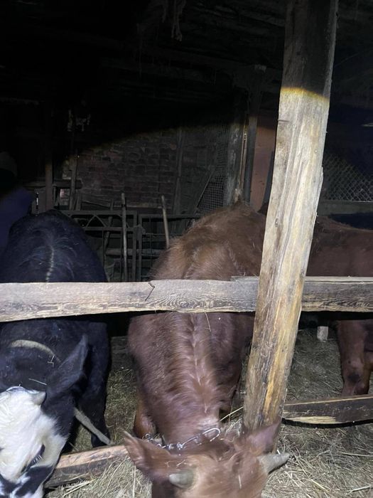 Продам 7 годовалых бычков!!!