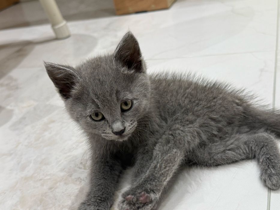 Котенок русская голубая