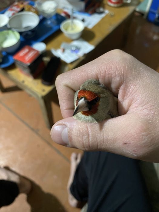 Щегол пепел самец огромный