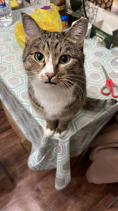 Пропал кот! Помогите найти!