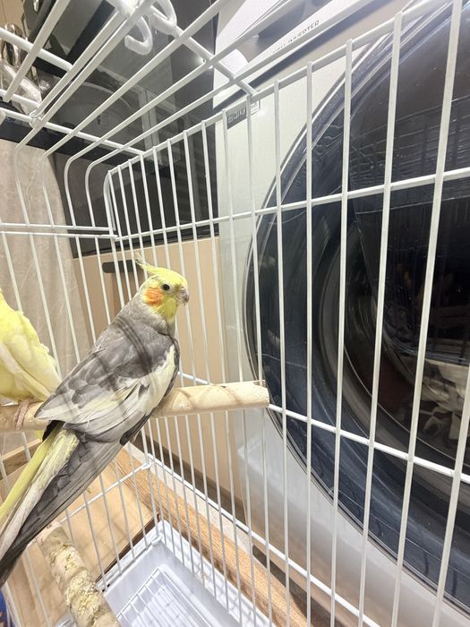 Продам попугай корелла