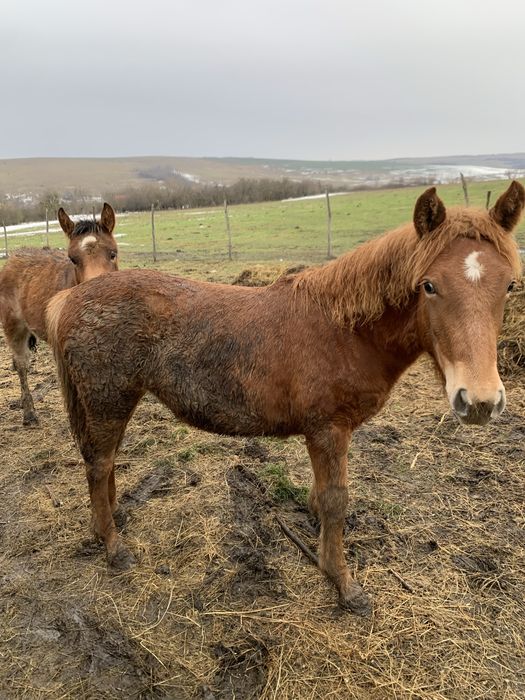 Mânză si armasar de vanzare
