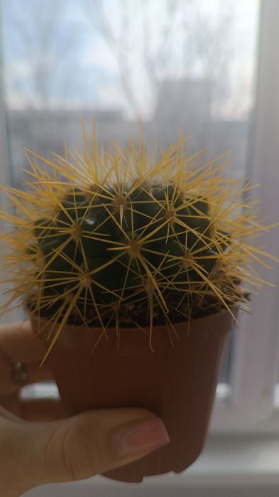 Кактус декоративный.