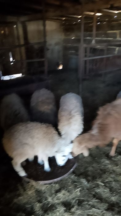 Продам овечек 33 головы